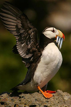 Puffin with fish in beak. Photo by John Hohl.
