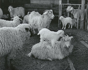 Sheep.