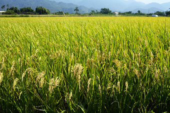 Rice paddy.