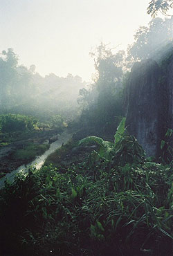 Dugout canoe docked in a creek near an Amerindian village in the Northwest district of Guyana.