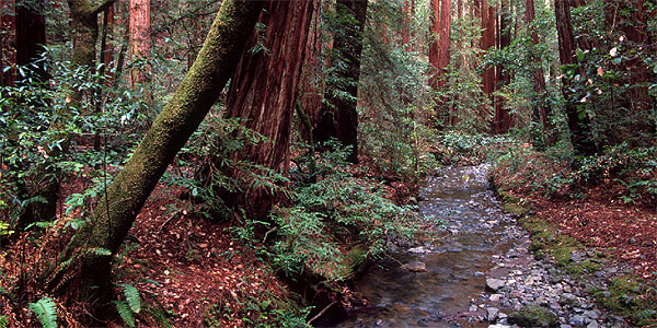 Stream at Muir Woods National Monument