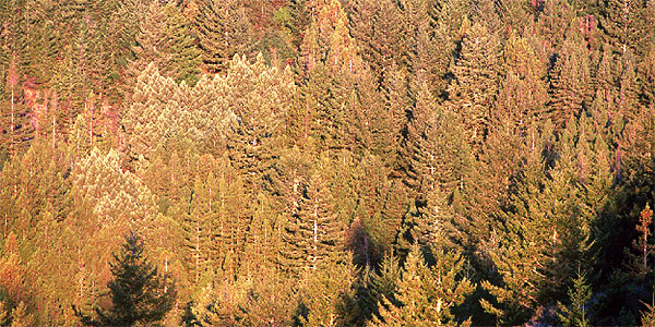 Treetops at Muir Woods National Monument