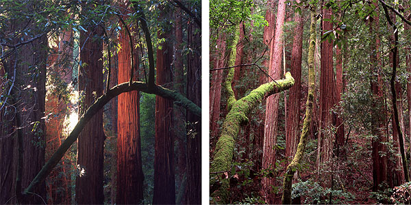 Two images of redwoods in Muir Woods National Monument