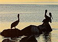 Pelicans, by Julian Hoffman.