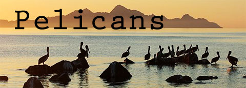 Pelicans.