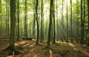 Issue 14. The Forest for the Trees