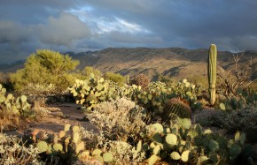 Issue 16. The Living Desert