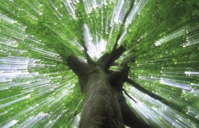 Issue 22. Understory / Overgrowth