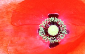 Issue 28. Image