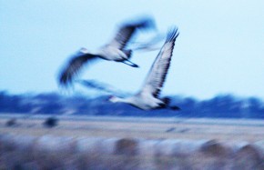Issue 29. Migration