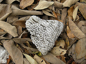 Fossilized coral