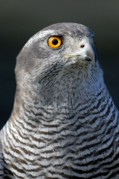 Hawk