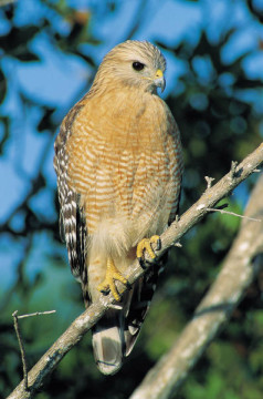 Hawk