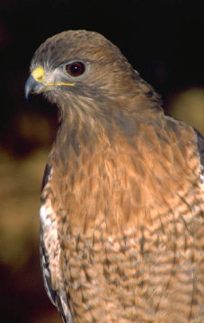 Hawk