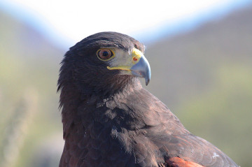 Hawk