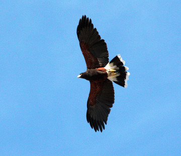 Hawk