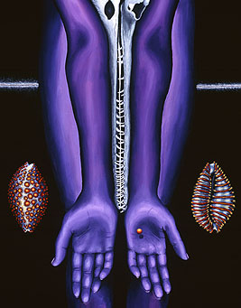 Gharial Skull and Jenner's Cowrie with Forearms.
