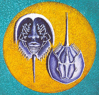 Horseshoe Crab.