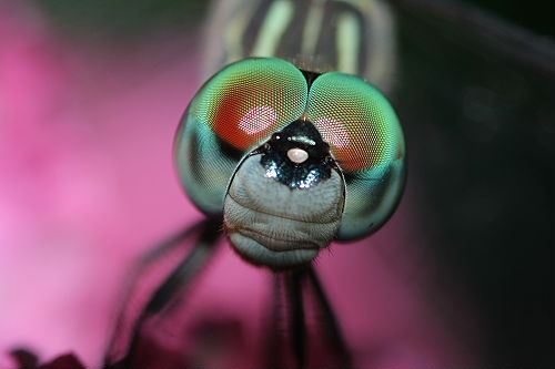Dragonfly Head Shot