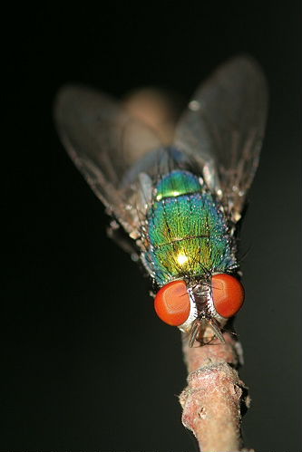 The Fly