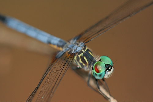 Dragonfly #57, Helicopter