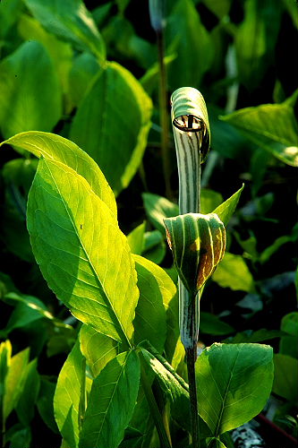 Jack-in-the-Pulpits