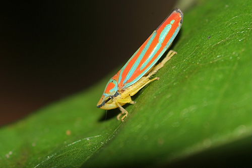 Leafhopper, N.E. Texas