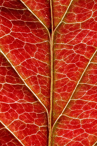 Red Dogwood Leaf