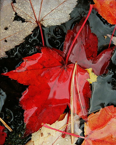 Red Leaf in Stream, Acadia National Park, Maine