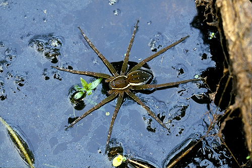 Spider