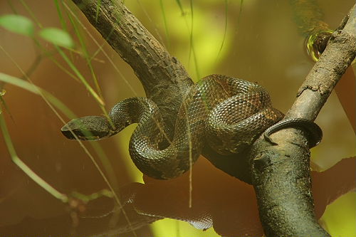 Water Moccasin