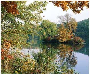 Fall Willow River
