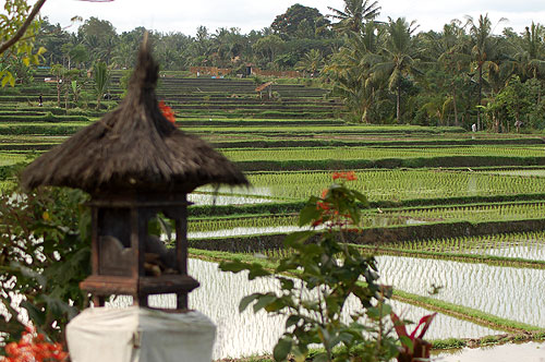 Rice paddies.