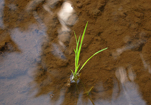 Rice sprout.