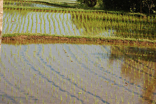 Rice paddy.