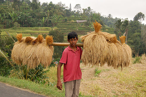 Boy carrying old rice.