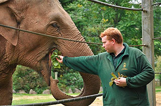 Feeding elephant.