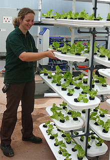 VertiCrop trays with produce