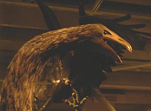 image, Reconstructed head of a Giant Moa.