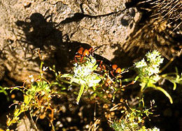 Dark orange and black blister beetles atop small white flowers of peppergrass.