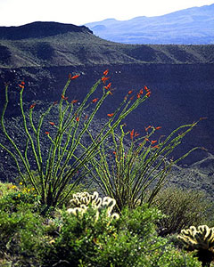 Red blooming ocotillos and cliffs of Crater Elegante.