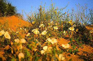 White evening primrose among orange dunes.