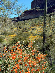 Orange globemallow, yellow poppies, and green cacti.