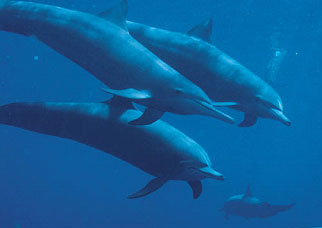 Dolphins.