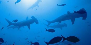 Hammerhead sharks and fish.