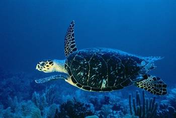 Sea turtle.