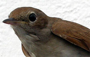 Nightingale