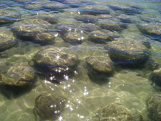 Lake Clifton's living rocks, thrombolites, in high 