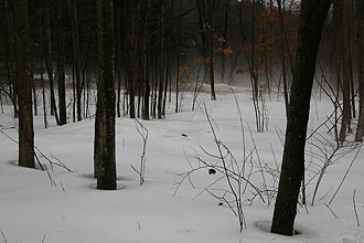 Winter woods by Long Hill, Massachusetts.