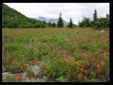 A prairie of Indian paintbrush on the trail to Spirit Lake.